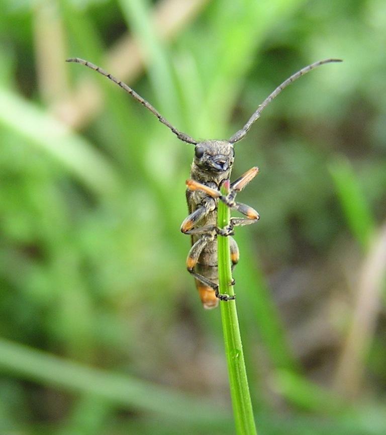 Phytoecia pustulata (Schrank, 1776)