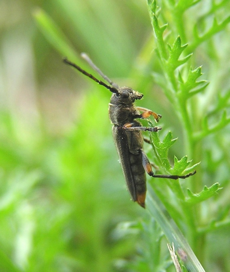 Phytoecia pustulata (Schrank, 1776)