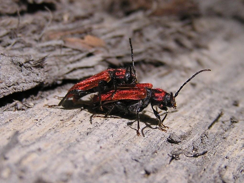 Pyrrhidium sanguineum (Linnaeus, 1758)