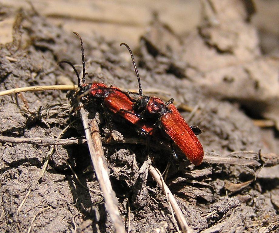 Pyrrhidium sanguineum (Linnaeus, 1758)