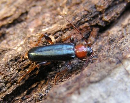 Phymatodes testaceus (Linnaeus, 1758)