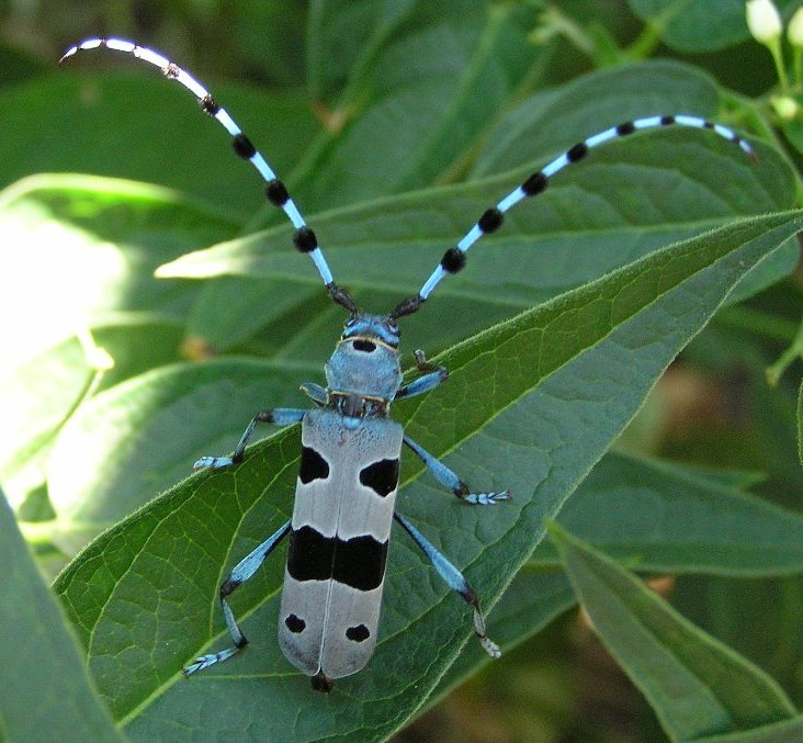 Rosalia alpina (Linnaeus, 1758)