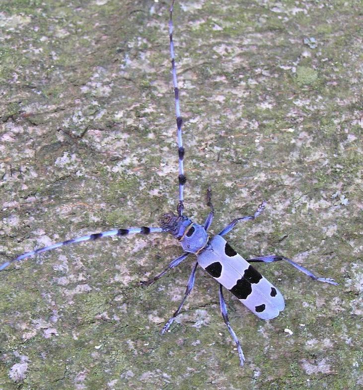 Rosalia alpina (Linnaeus, 1758)