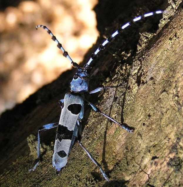 Rosalia alpina (Linnaeus, 1758)