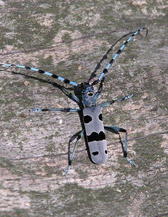 Rosalia alpina (Linnaeus, 1758)