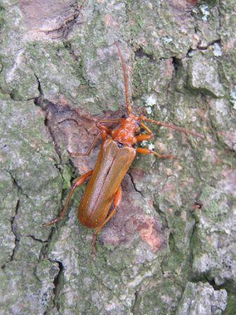 Rhamnusium bicolor (Schrank, 1782)