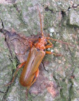 Rhamnusium bicolor