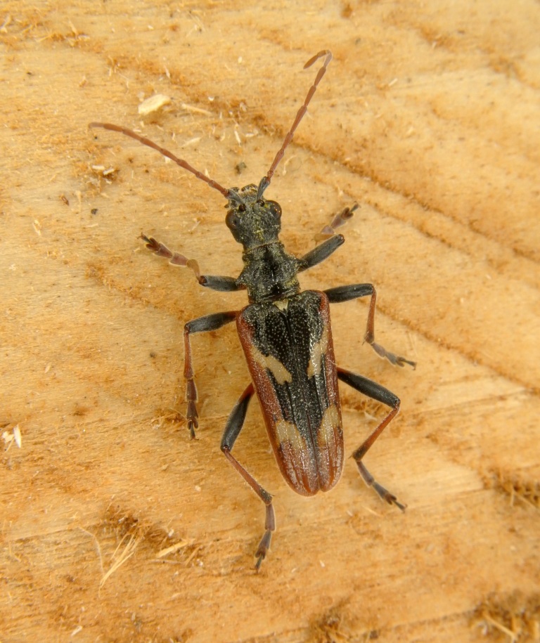 Rhagium bifasciatum Fabricius, 1775