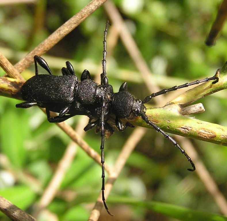 Ropalopus clavipes (Fabricius, 1775)