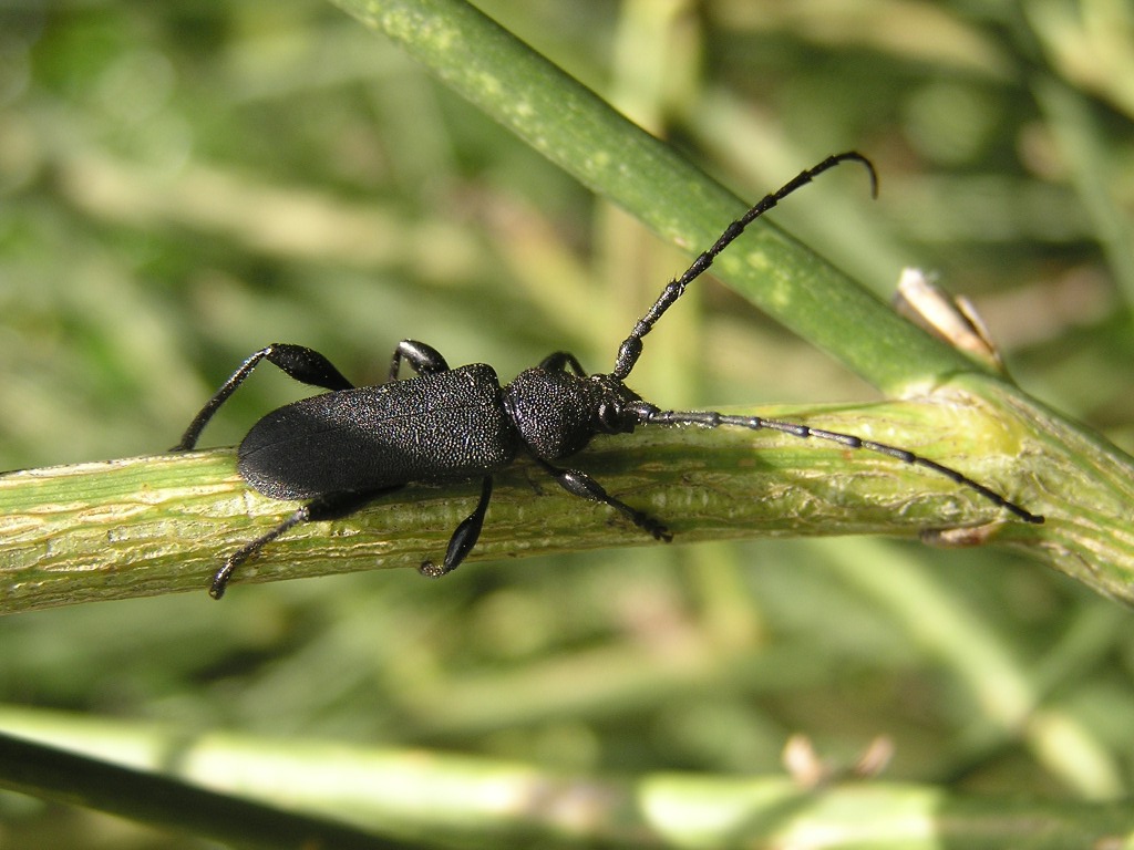 Ropalopus clavipes (Fabricius, 1775)