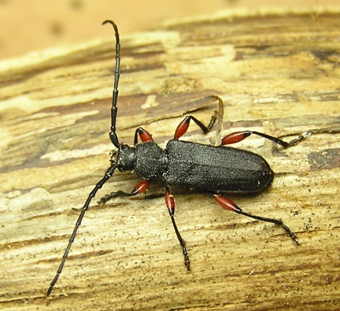 Ropalopus femoratus (Linnaeus, 1758)