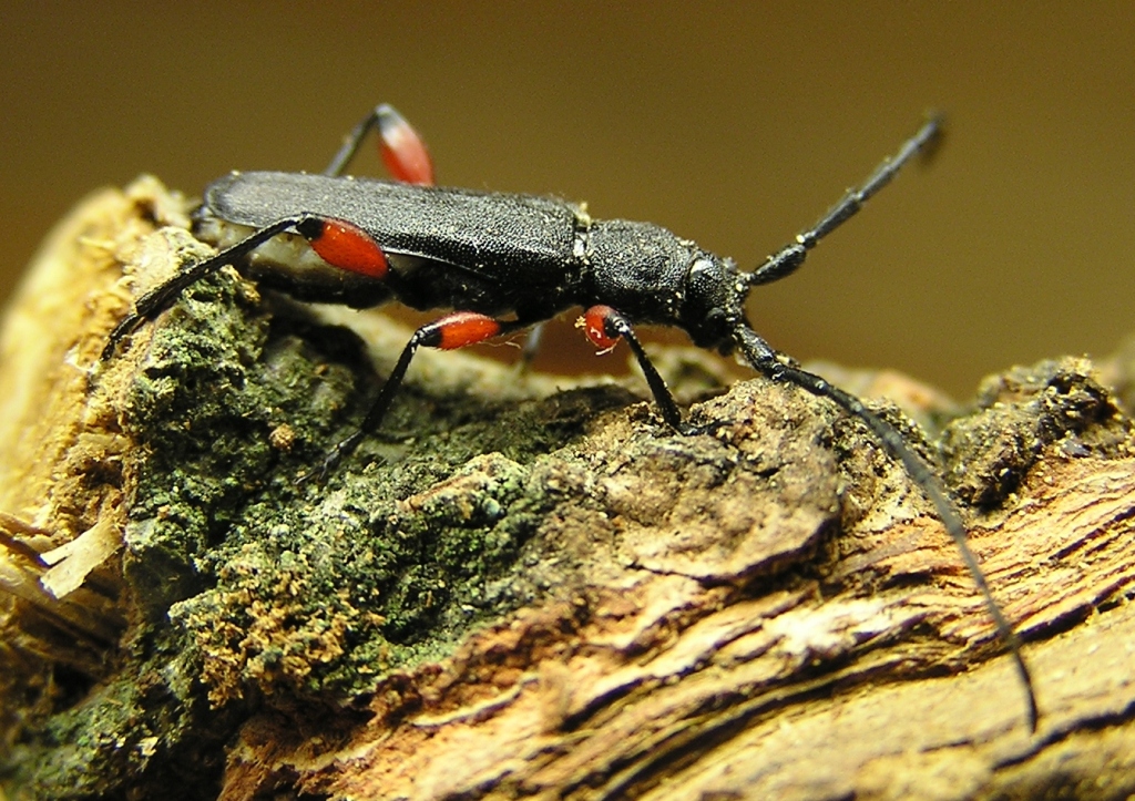 Ropalopus femoratus (Linnaeus, 1758)