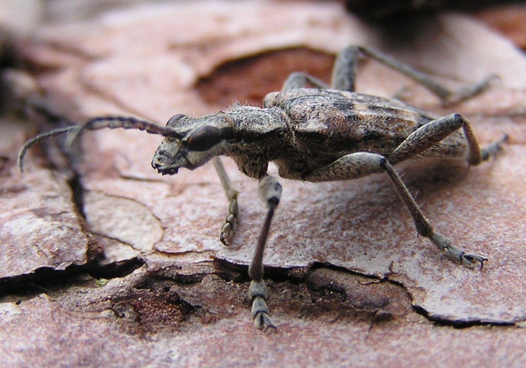 Rhagium inquisitor (Linnaeus, 1758)