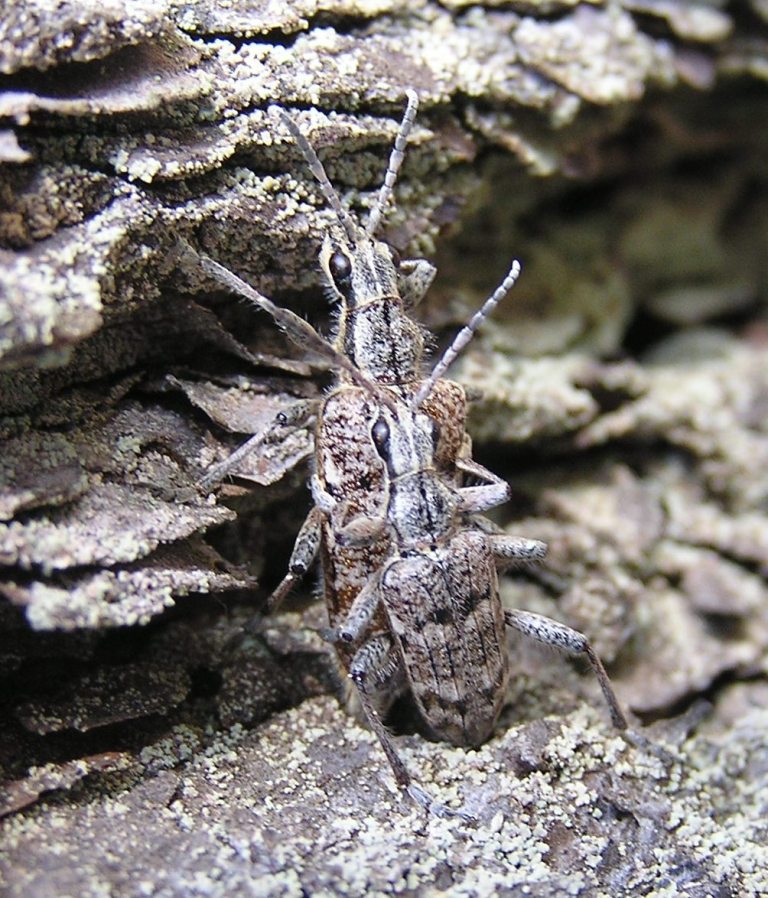 Rhagium inquisitor (Linnaeus, 1758)