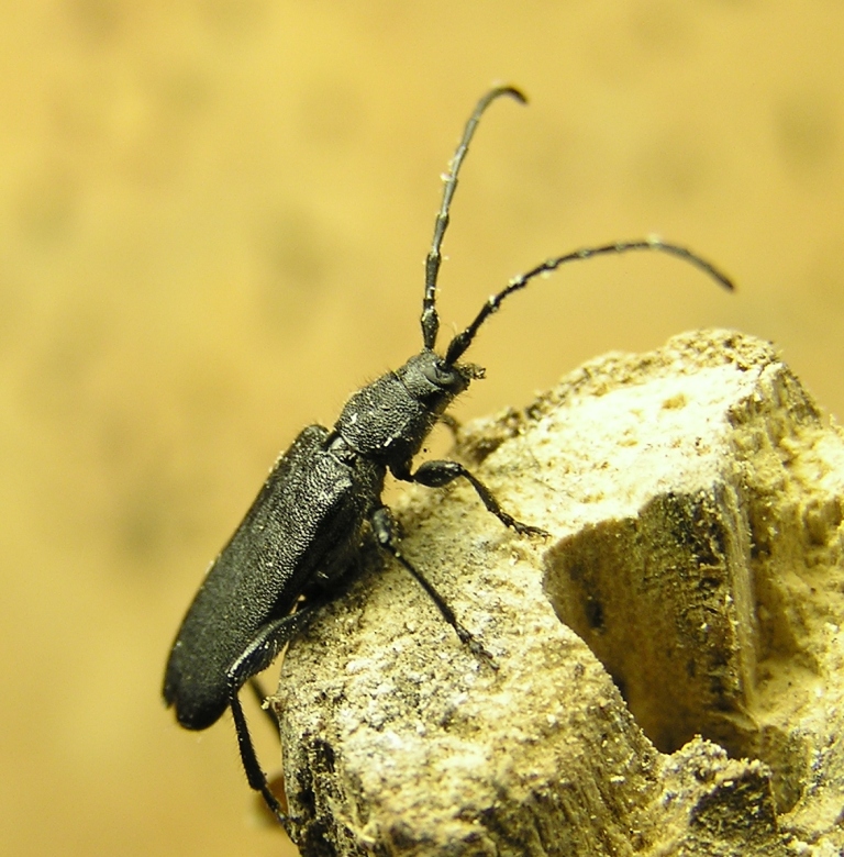 Ropalopus macropus (Germar, 1824)