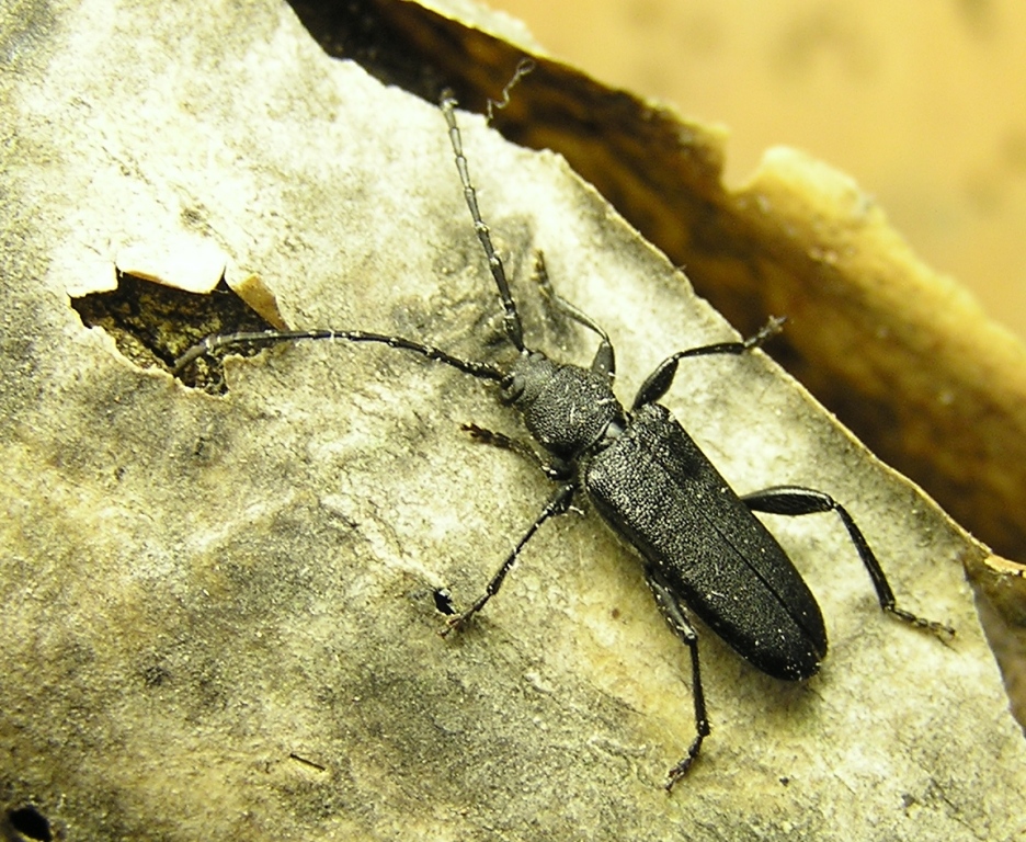 Ropalopus macropus (Germar, 1824)