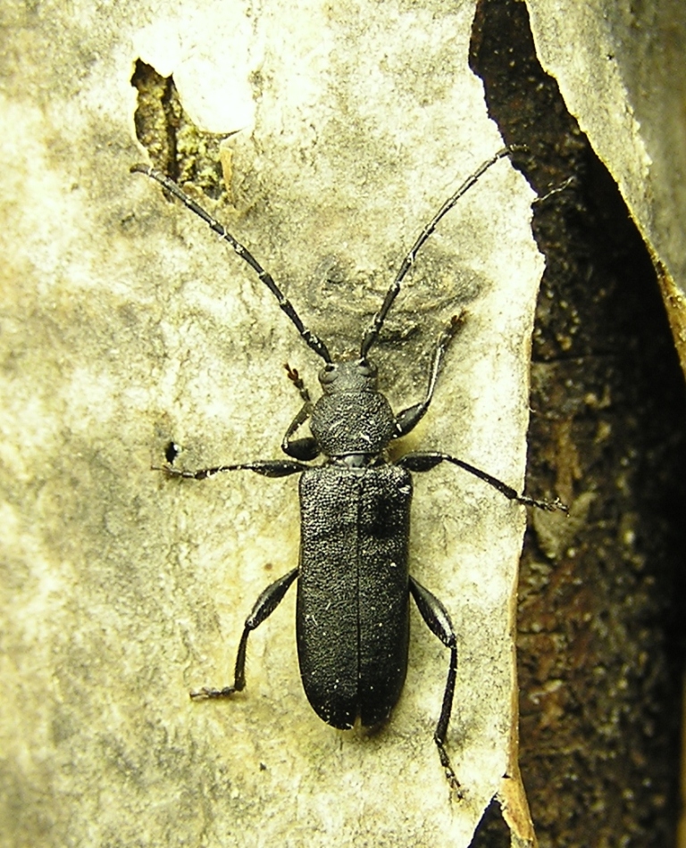 Ropalopus macropus (Germar, 1824)