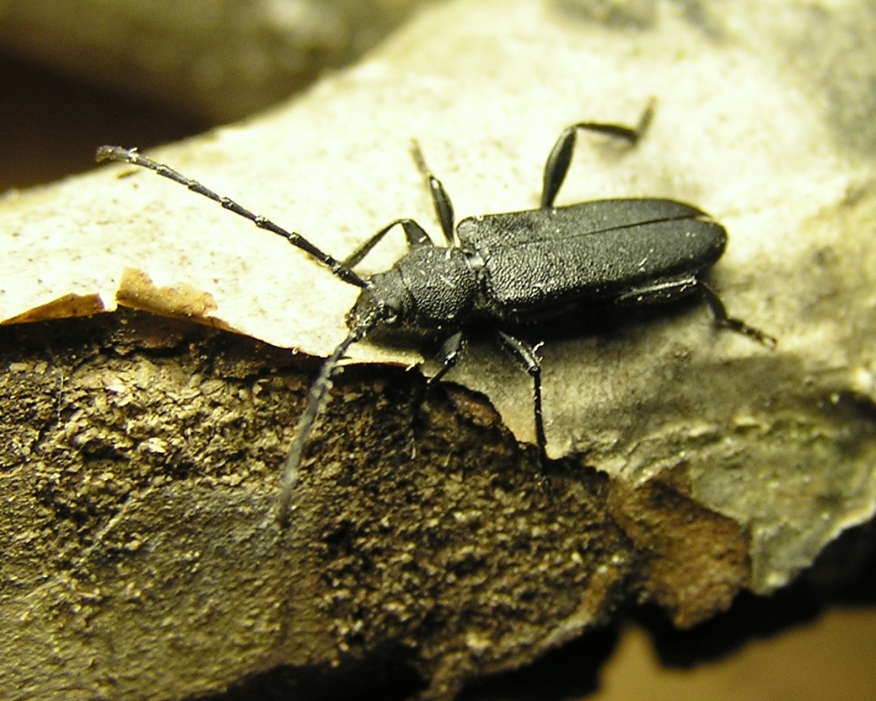 Ropalopus macropus (Germar, 1824)