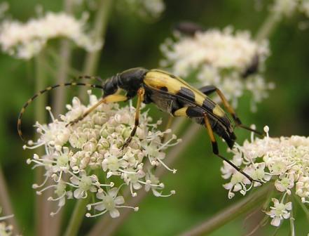 Rutpela maculata (Poda, 1761)