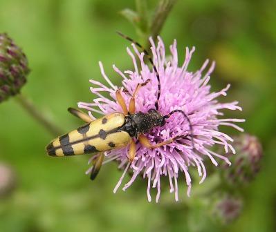 Rutpela maculata (Poda, 1761)