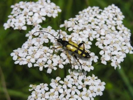 Rutpela maculata (Poda, 1761)