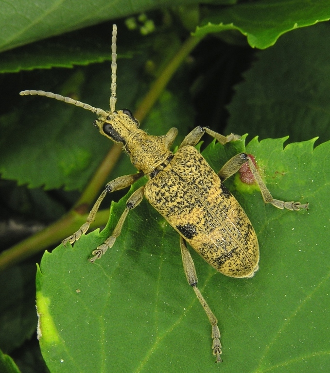 Rhagium mordax (De Geer, 1775)