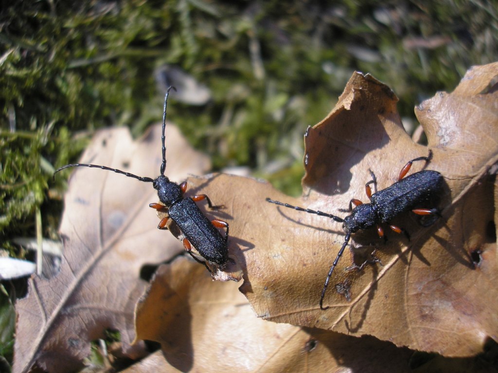 Ropalopus varini (Bedel, 1870)