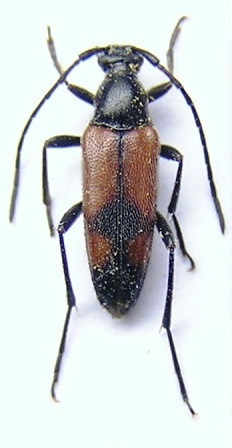 Stenurella bifasciata (Mller, 1776)