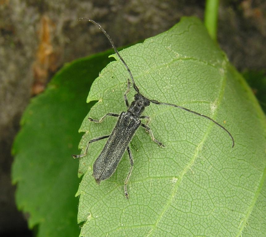 Stenostola dubia (Laicharting, 1784)