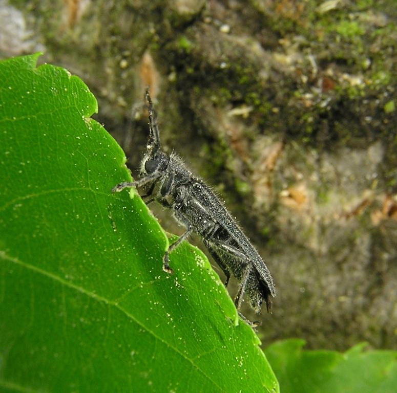 Stenostola dubia (Laicharting, 1784)