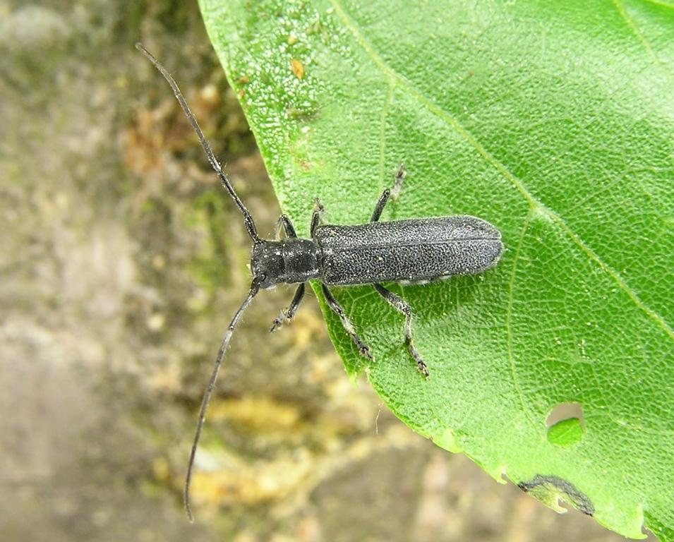 Stenostola ferrea (Schrank, 1776)