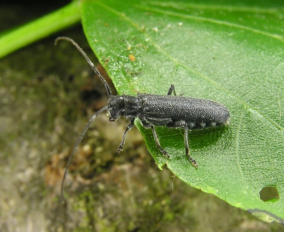 Stenostola ferrea (Schrank, 1776)