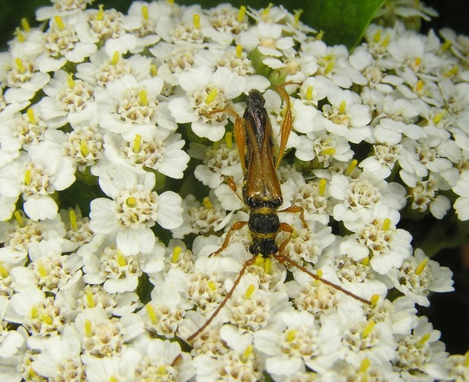 Stenopterus flavicornis Kuster, 1846