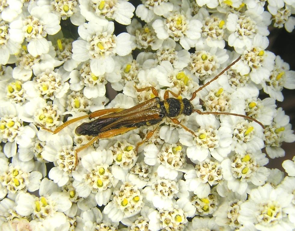 Stenopterus flavicornis Kuster, 1846