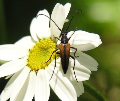 Stenurella melanura (Linnaeus, 1758)