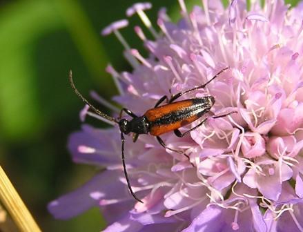 Stenurella melanura (Linnaeus, 1758)