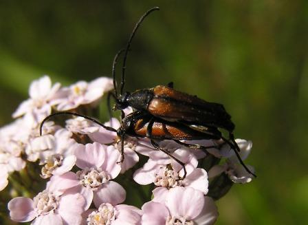 Stenurella melanura (Linnaeus, 1758)