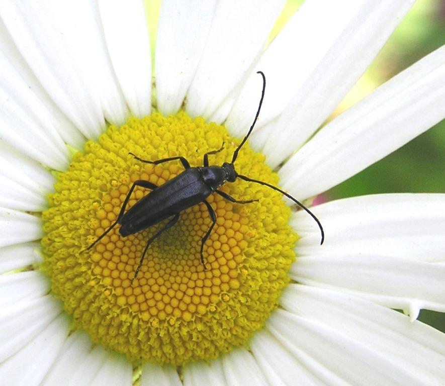 Stenurella nigra (Linnaeus, 1758)