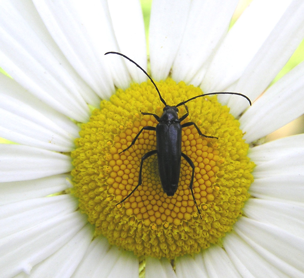 Stenurella nigra (Linnaeus, 1758)