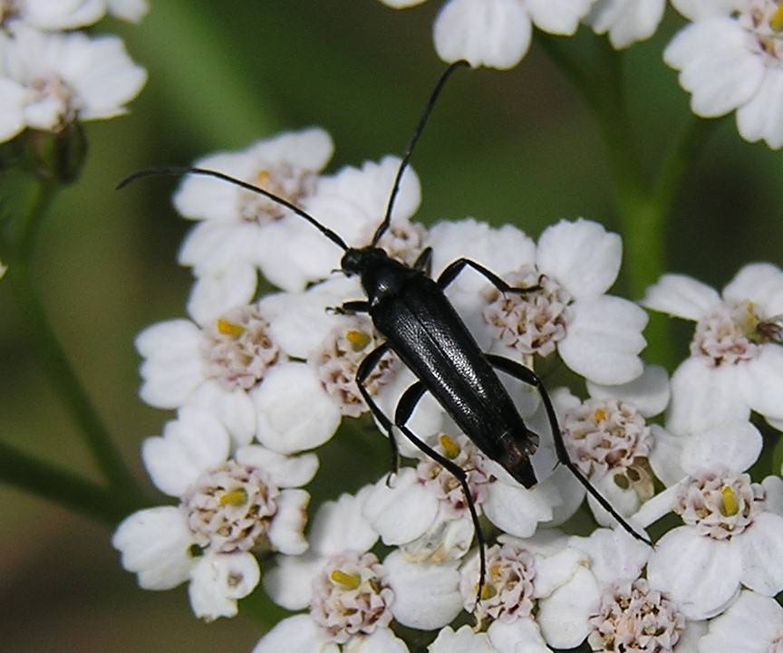 Stenurella nigra (Linnaeus, 1758)