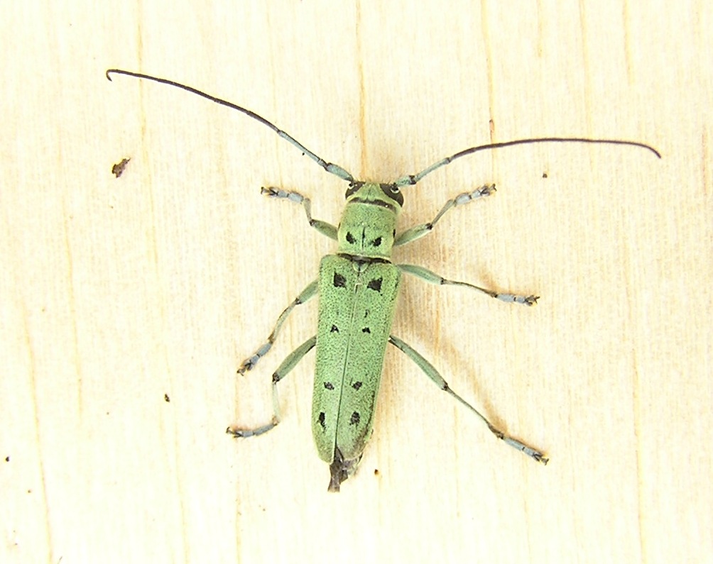 Saperda octopunctata (Scopoli, 1772)