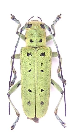 Saperda octopunctata (Scopoli, 1772)