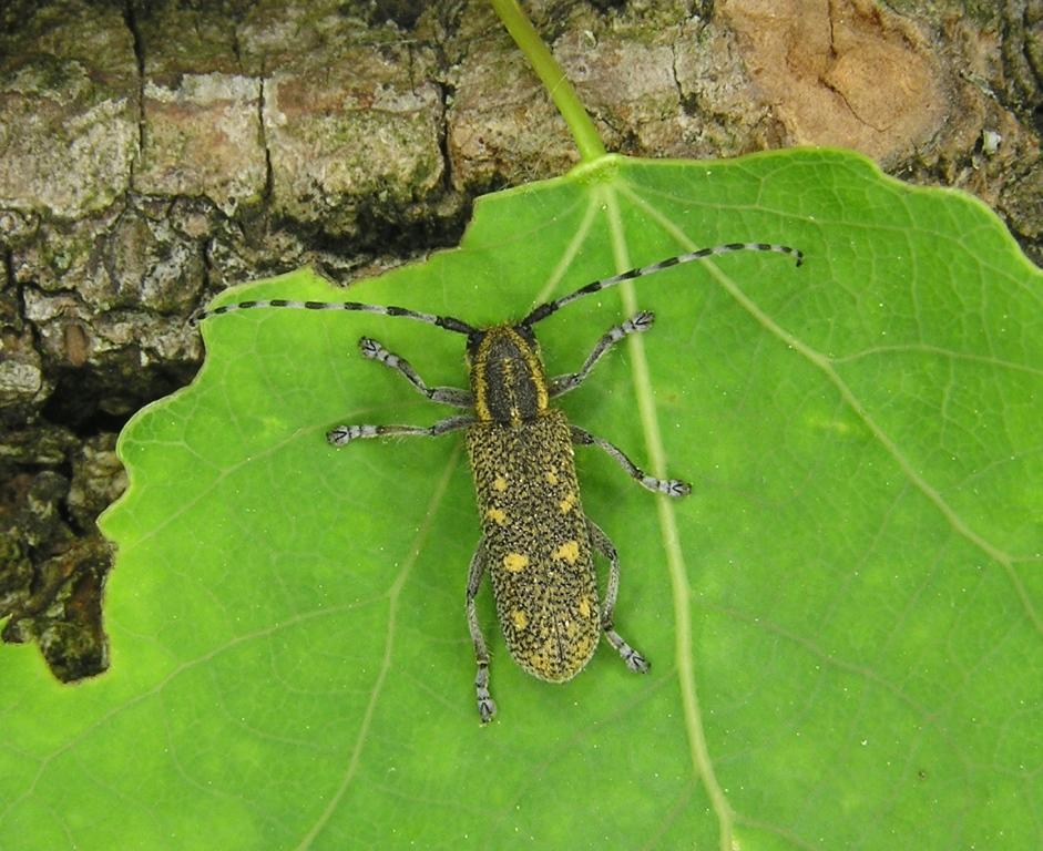 Saperda populnea (Linnaeus, 1758)