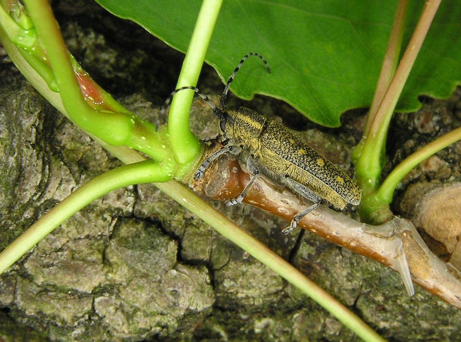 Saperda populnea (Linnaeus, 1758)