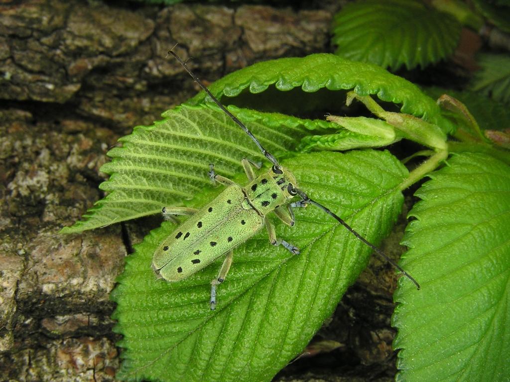 Saperda punctata (Linnaeus, 1767)