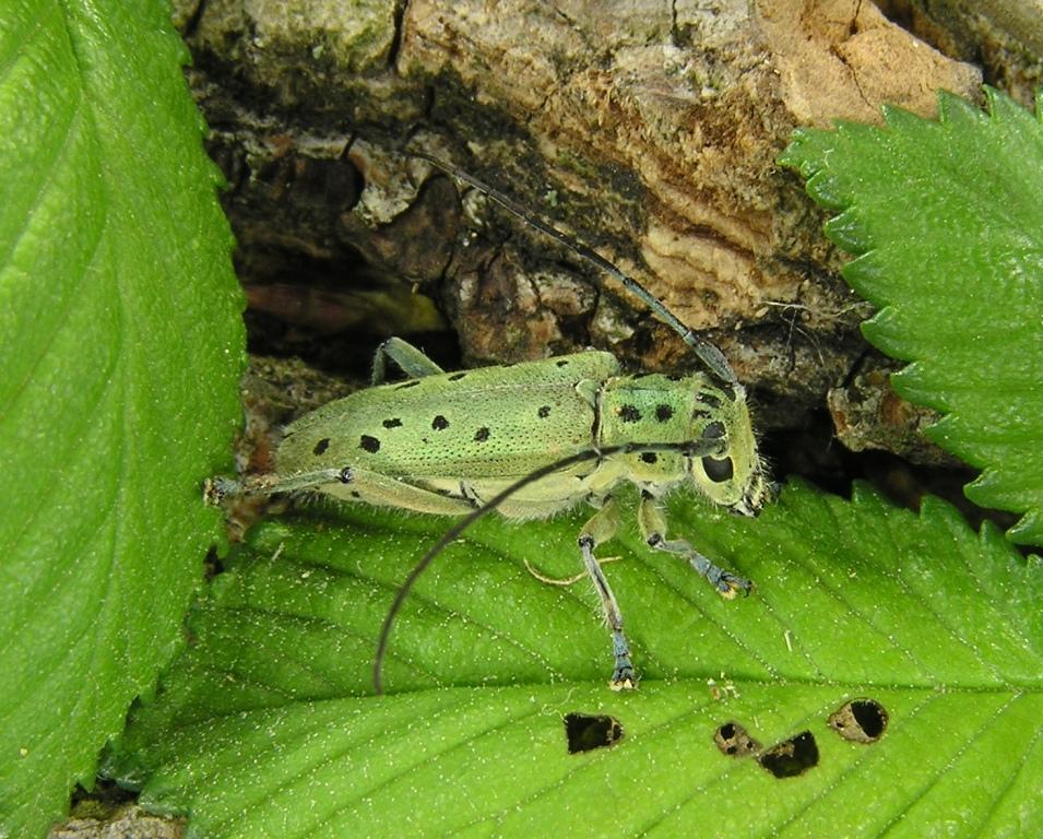 Saperda punctata (Linnaeus, 1767)