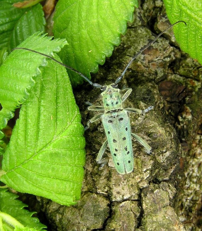 Saperda punctata (Linnaeus, 1767)