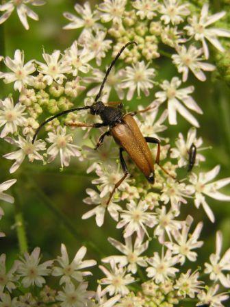 Stictoleptura rubra (Linnaeus, 1758)