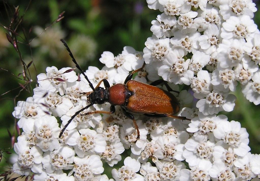 Stictoleptura rubra (Linnaeus, 1758)