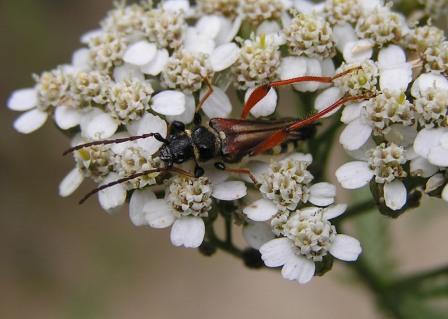 Stenopterus rufus (Linnaeus, 1767)